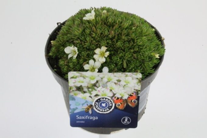 Saxifraga Arendsii Marto White