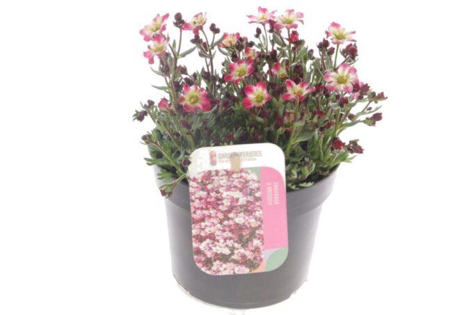 Saxifraga Arendsii Marto Picotee Re