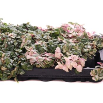 Tradescanthia rosa