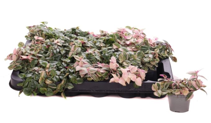 Tradescanthia rosa