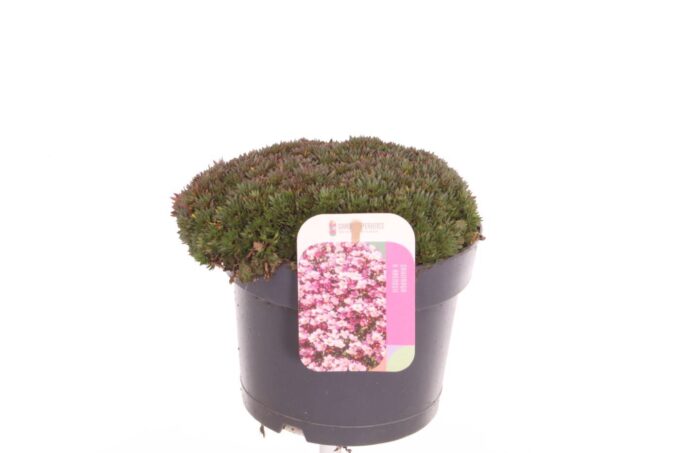Saxifraga Pixi Pan Red