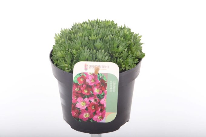 Saxifraga Pixi Pan Red