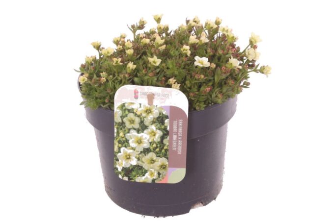 Saxifraga Touran Limegreen