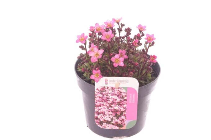 Saxifraga Touran pink