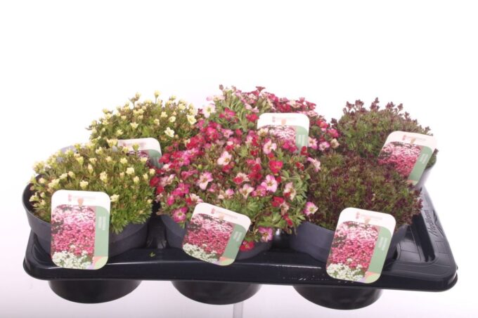 Saxifraga mix in tray