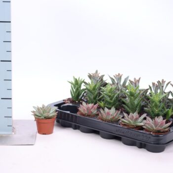 Succulent mix