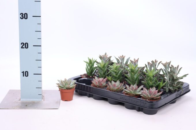 Succulent mix