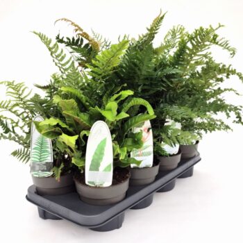Fern mix exterior