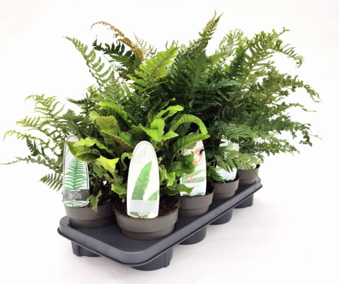 Fern mix exterior