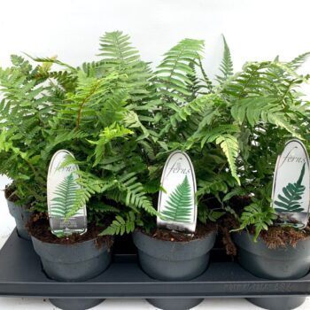Fern mix exterior