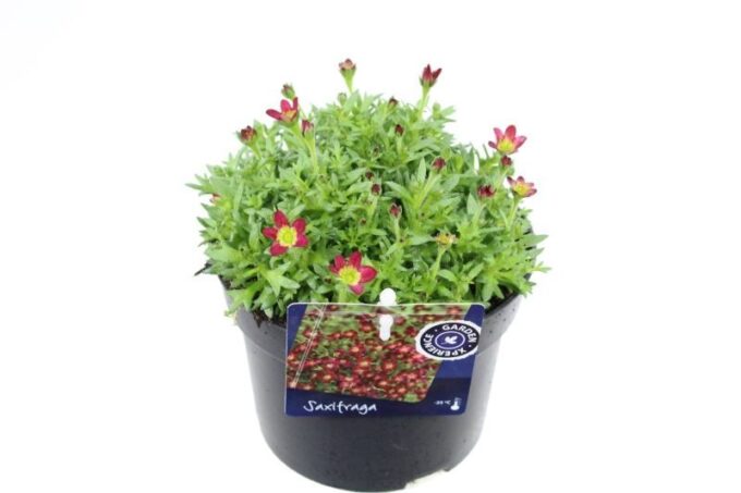 Saxifraga Alpino red