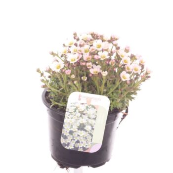 Saxifraga Ice Colours Pearl White