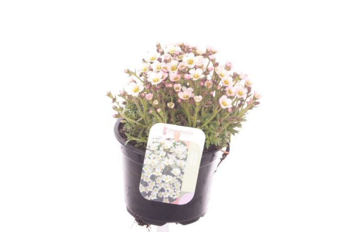 Saxifraga Ice Colours Pearl White