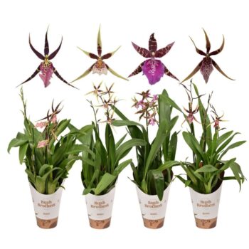 Brassia Mix