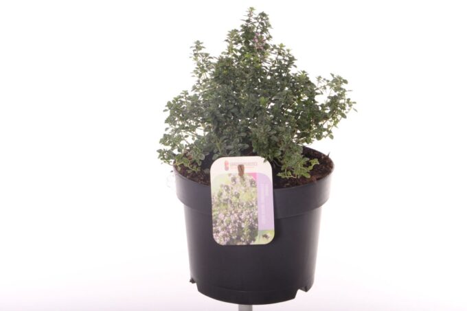 Thymus citr. Silver Queen