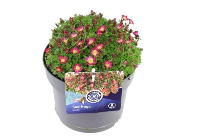 Saxifraga Pixie