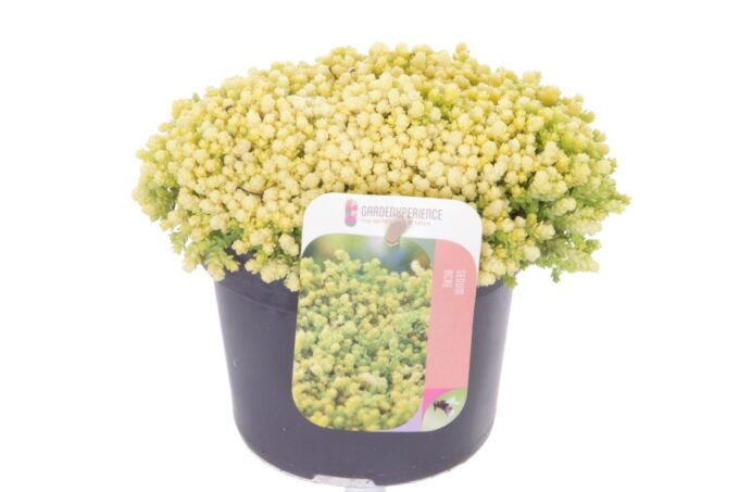 Sedum acre Yellow Queen