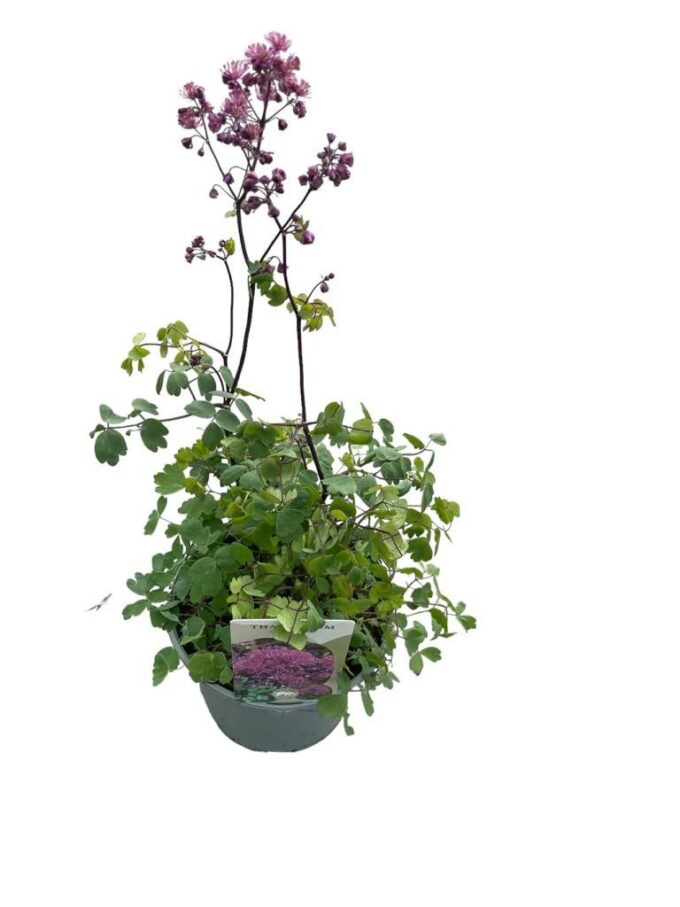 Thalictrum Fairy Wings