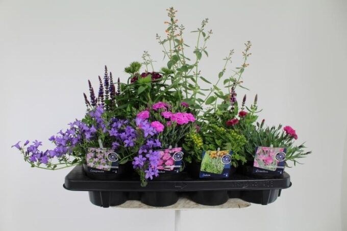 Vaste planten mix laag