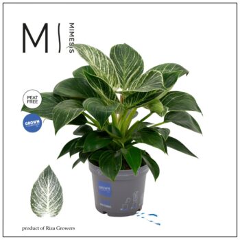 Philodendron White Stripe