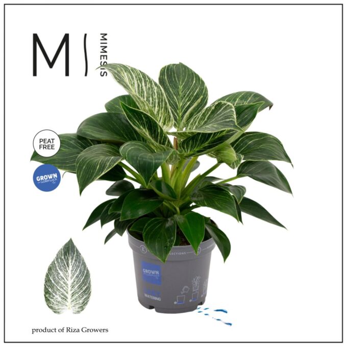 Philodendron White Stripe