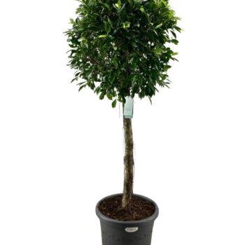 Ficus Nitida