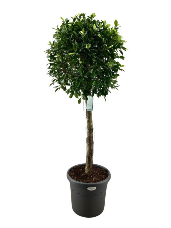Ficus Nitida