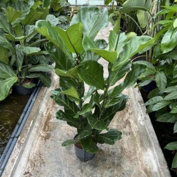 Ficus Lyrata