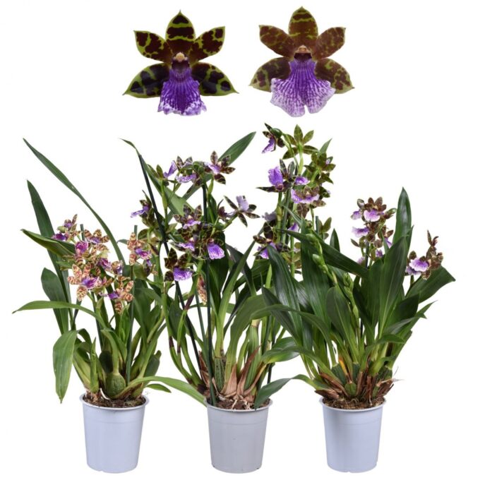 Zygopetalum Mix