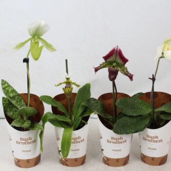 Paphiopedilum Mix