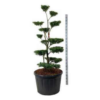 Ilex crenata 'Blondie'
