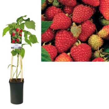 Rubus idaeus 'Tulameen