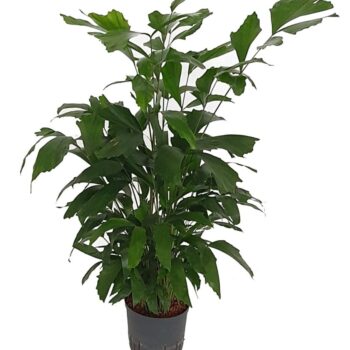 Caryota Mitis