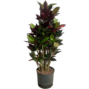 Codiaeum Iceton