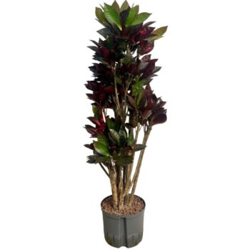 Codiaeum Iceton