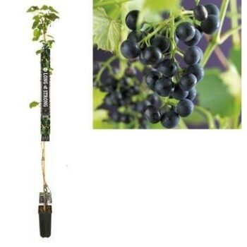 Vitis 'Regent'