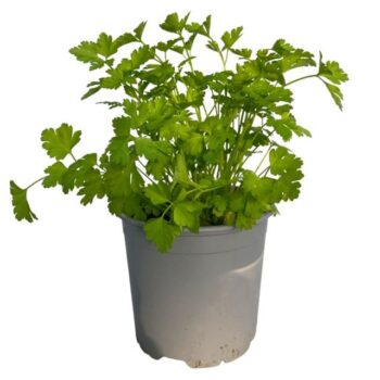 Petroselinum crispum var. neapolitanum