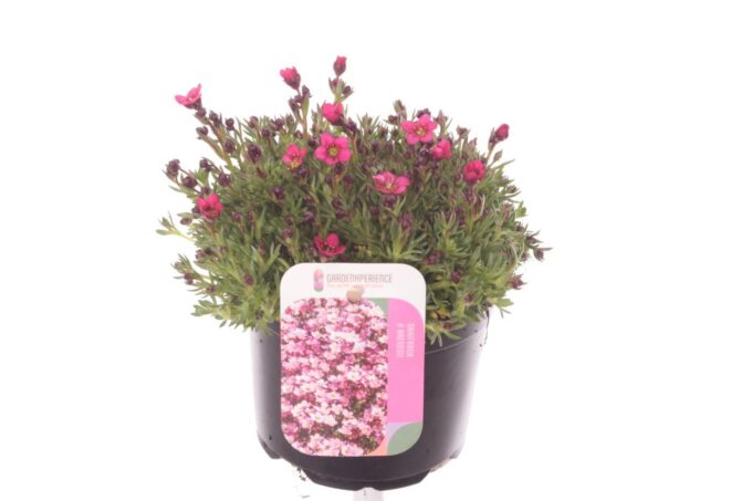 Saxifraga Alpino Rose