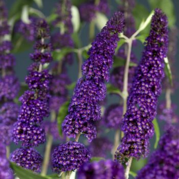 Buddleja davidii 'Black Knight