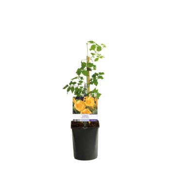 Campsis radicans 'Flava'