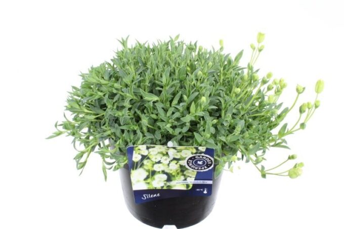 Silene maritima Weisskehlchen