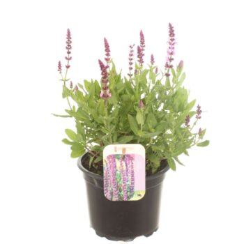 Salvia nem. New Dimension Rose