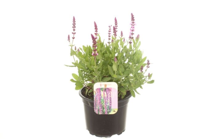 Salvia nem. New Dimension Rose