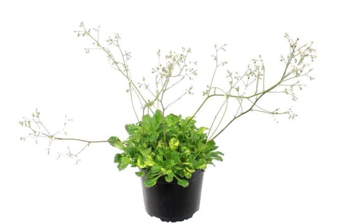 Saxifraga urbium Variegata