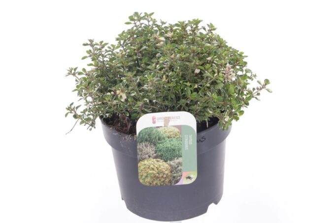 Thymus pulegoides Foxley