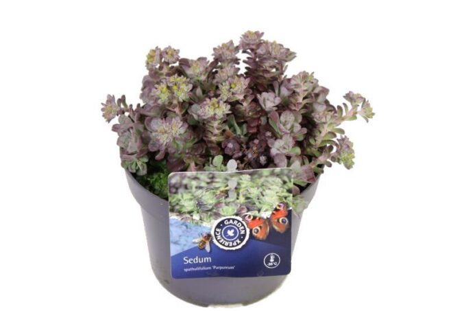 Sedum spath. Purpureum