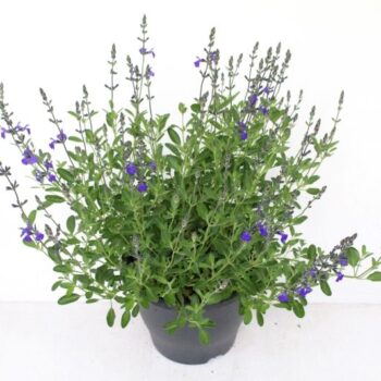 Salvia greggii Blue Note