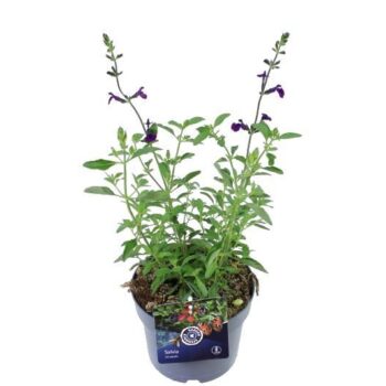Salvia Jamensis Nachtvlinder