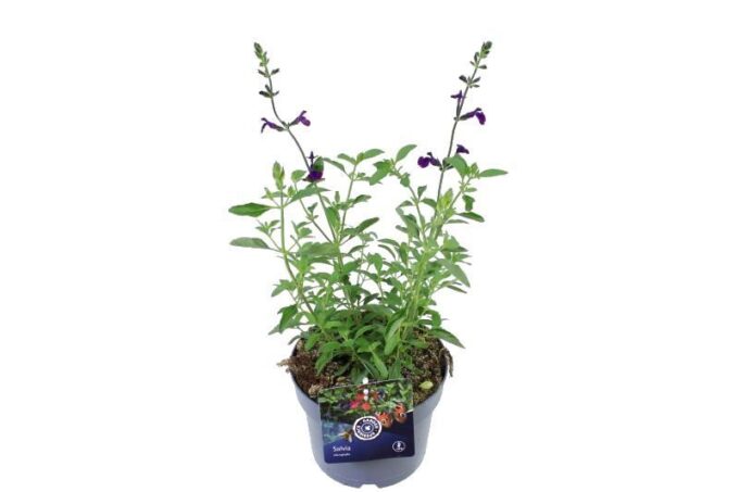 Salvia Jamensis Nachtvlinder