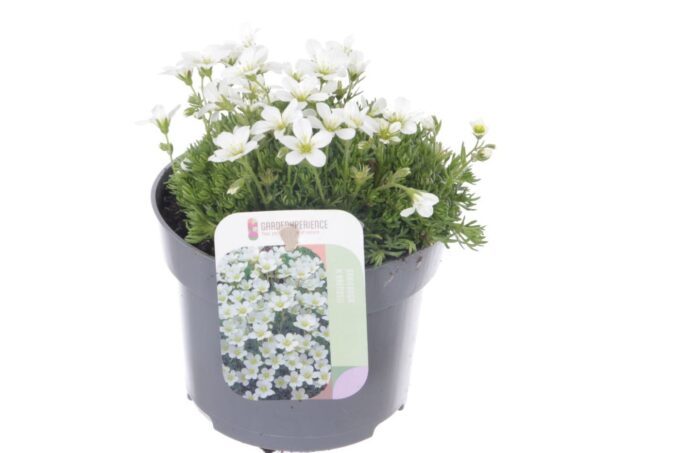 Saxifraga cespitosa Findling